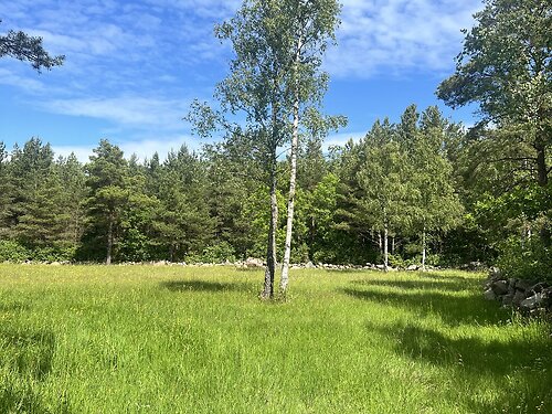 Muhu vald Pallasmaa, 7748 m²
