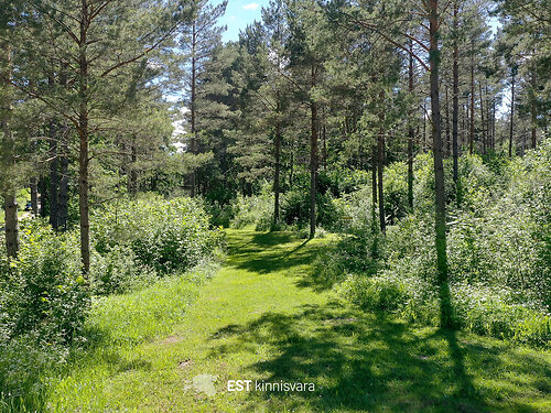 Saaremaa vald Valjala-Nurme, 6.61 ha