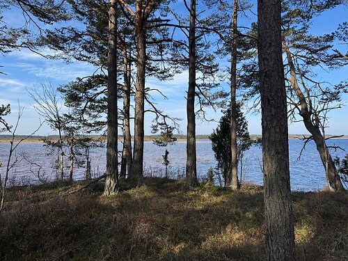 Saaremaa vald Järise, 16.05 ha