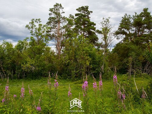 Saaremaa vald Kaarma, 1.61 ha